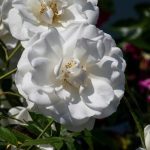 pexels-photo-17056115